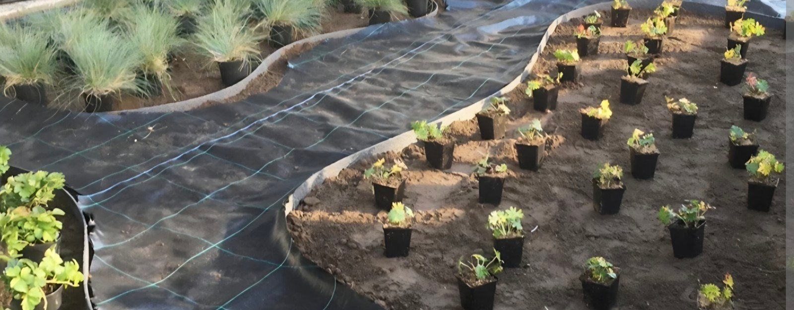 BOMEN & PLANTEN – LEVERING EN AANPLANTING

Op zoek na, Tuin en Terras, Ophalen of Verzenden, Overige soorten, Volle zon