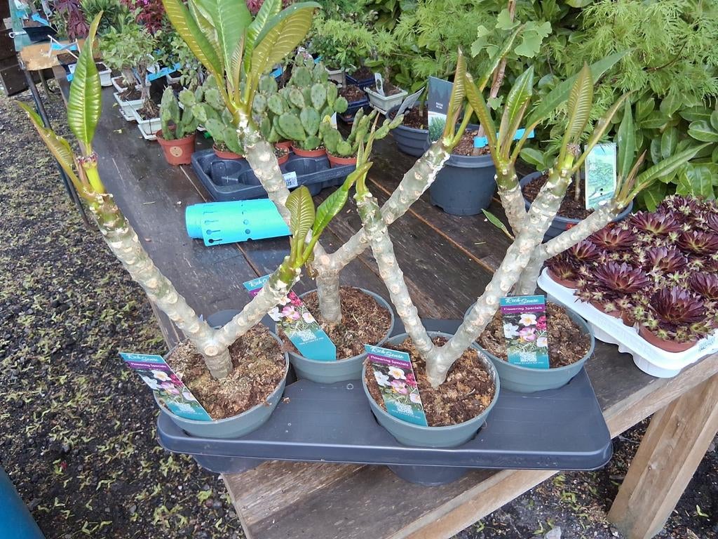 Plumeria rubra hawaiian, Ophalen, Overige soorten, Volle zon