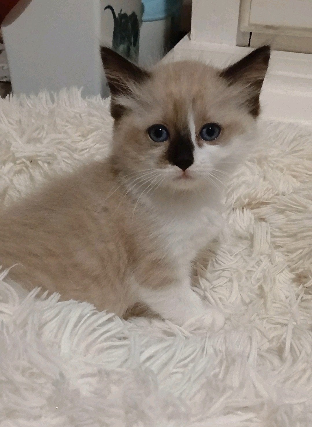 Nog enkele Ragdoll kittens beschikbaar, Meerdere dieren, Gechipt