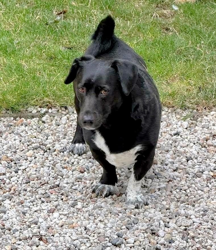 Gezellige kruising TECKEL, reutje, zoekt rustig huishouden., 6 jaar of ouder, Reu, Eén hond, Klein