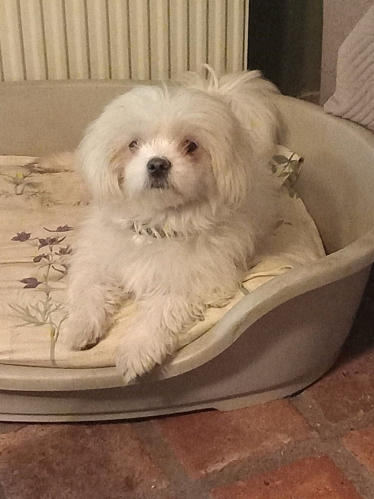 lief boomertje. (malthezer x shih tzu), 1 tot 2 jaar, Teef, Eén hond, Nederland