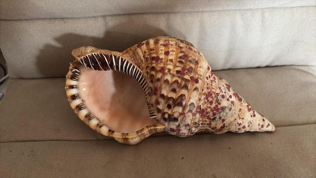 tritonshoorn  25 cm lang, Verzamelen, Mineralen en Fossielen, Ophalen of Verzenden, Schelp(en)