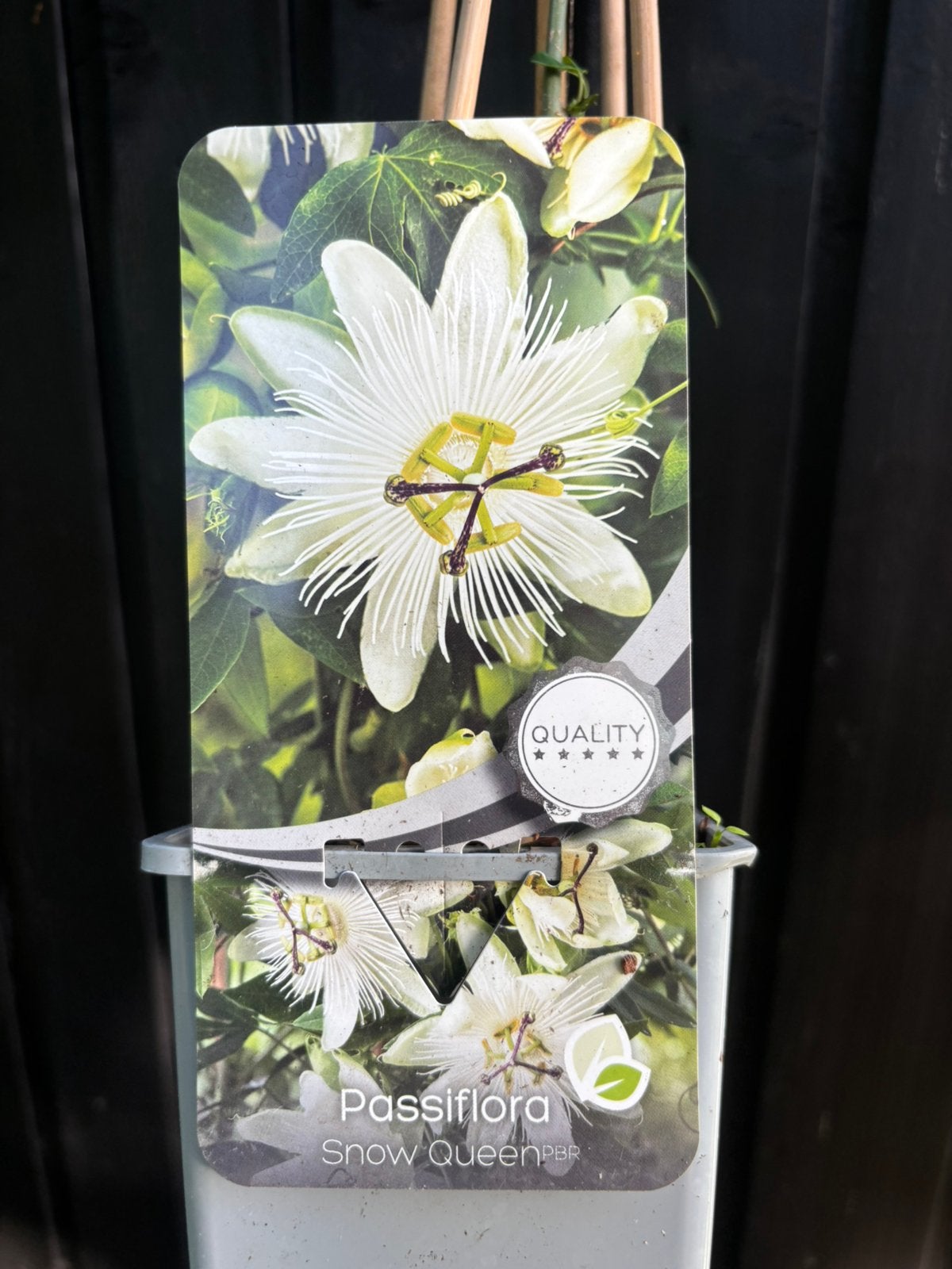 Passiebloem, Tuin en Terras, Planten | Tuinplanten, Ophalen, Vaste plant, Klimplanten, Halfschaduw