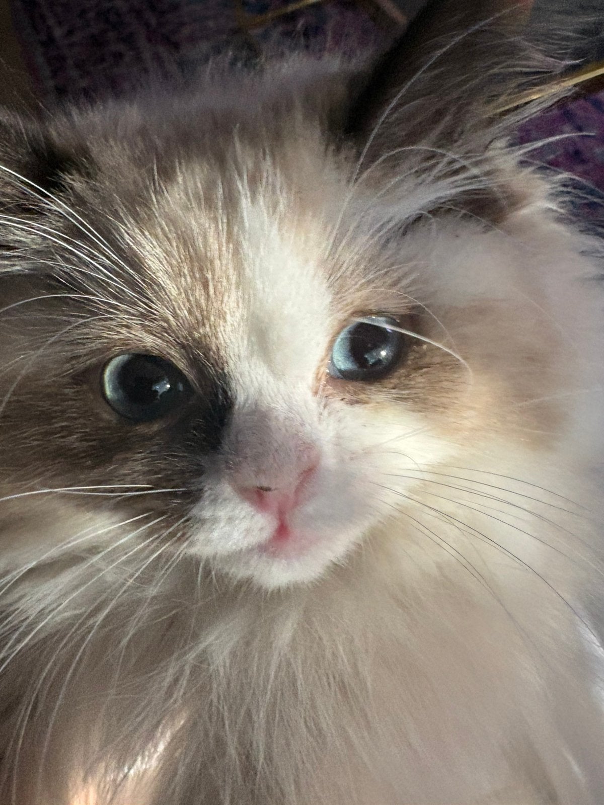 Siberische Neva Masquerade poesje Kitty stamboom ouders, Dieren en Toebehoren, Poes, Met stamboom, 0 tot 2 jaar