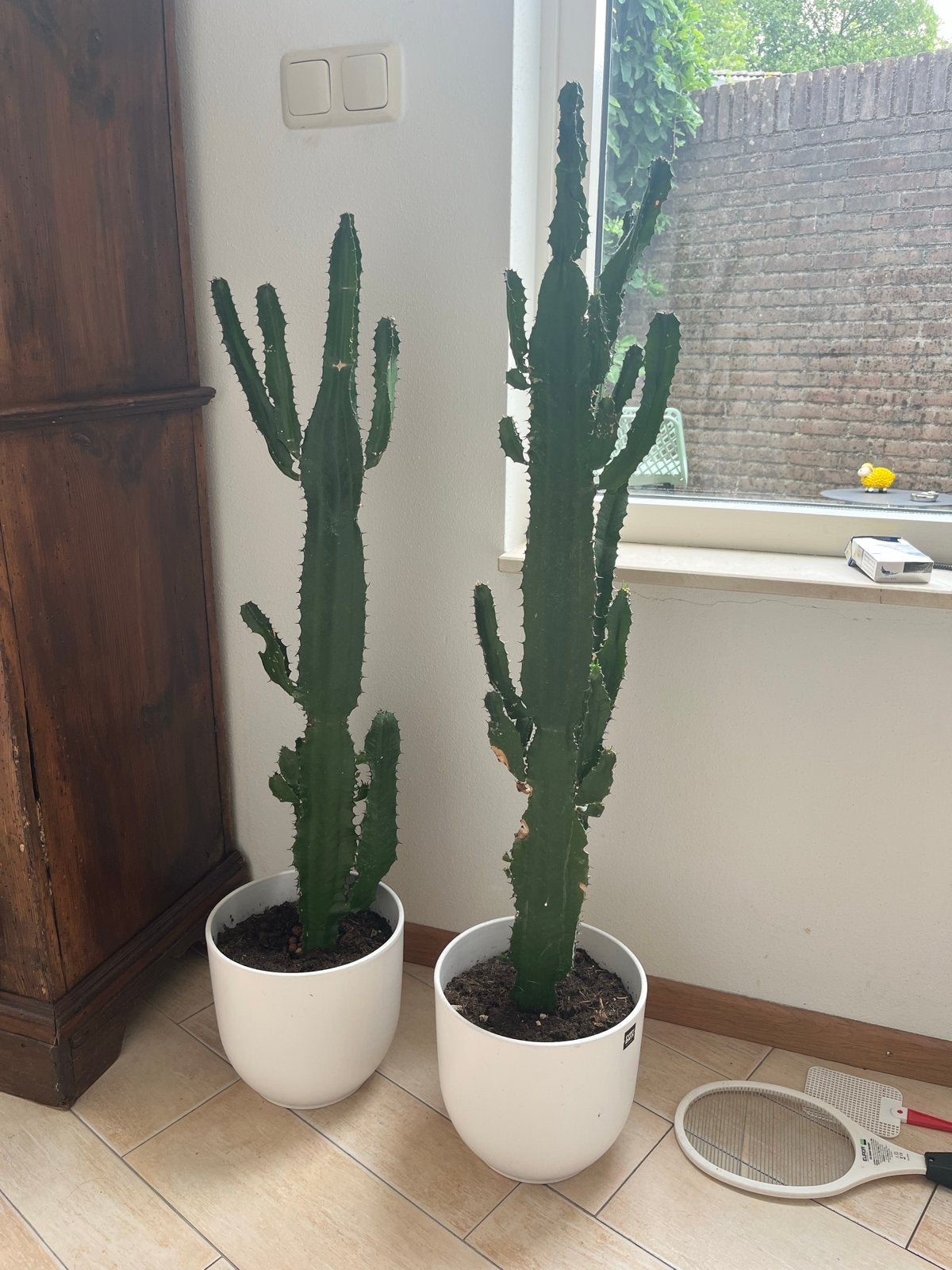 Twee grote cactussen in pot, Ophalen, 100 tot 150 cm, In pot, Cactus