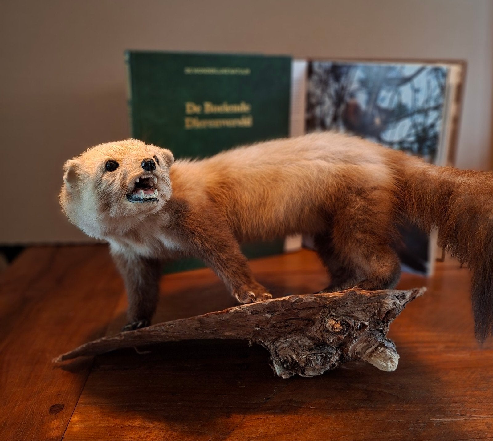 Opgezette Marter | Taxidermie | Goede conditie | Vraatvrij, Ophalen of Verzenden, Zo goed als nieuw, Wild dier, Opgezet dier