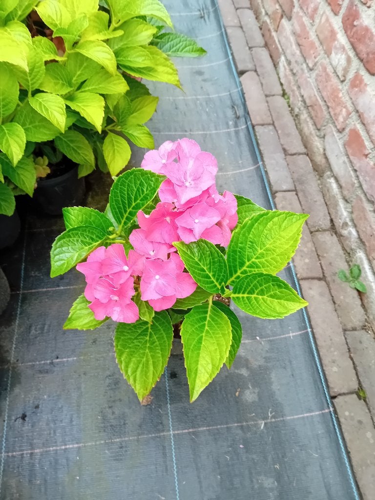 Boeren hortensia, Tuin en Terras, Ophalen, Overige soorten, Halfschaduw