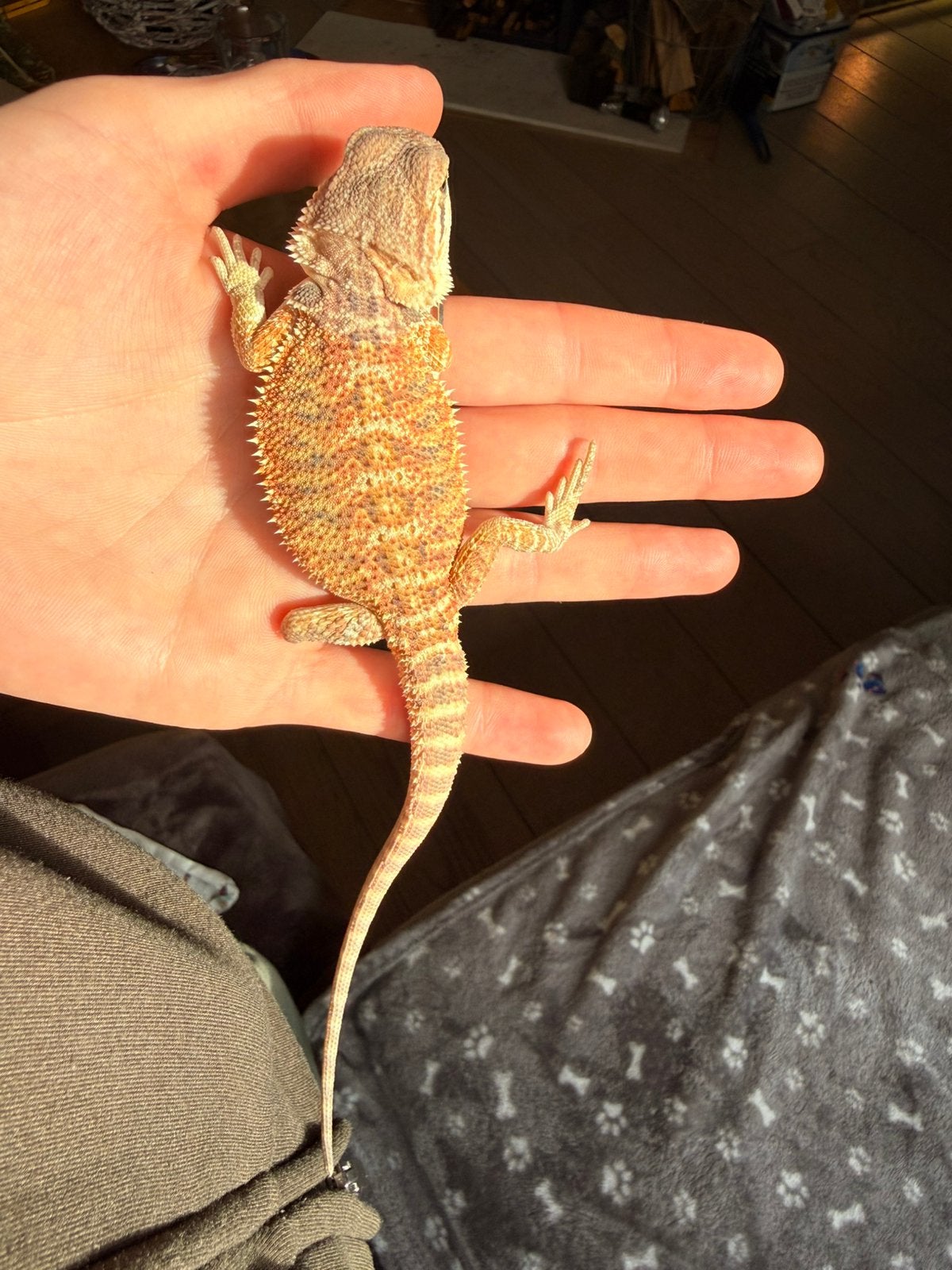 Baardagaam ( Pagona Vitticeps ) Bearded Dragon photo 6