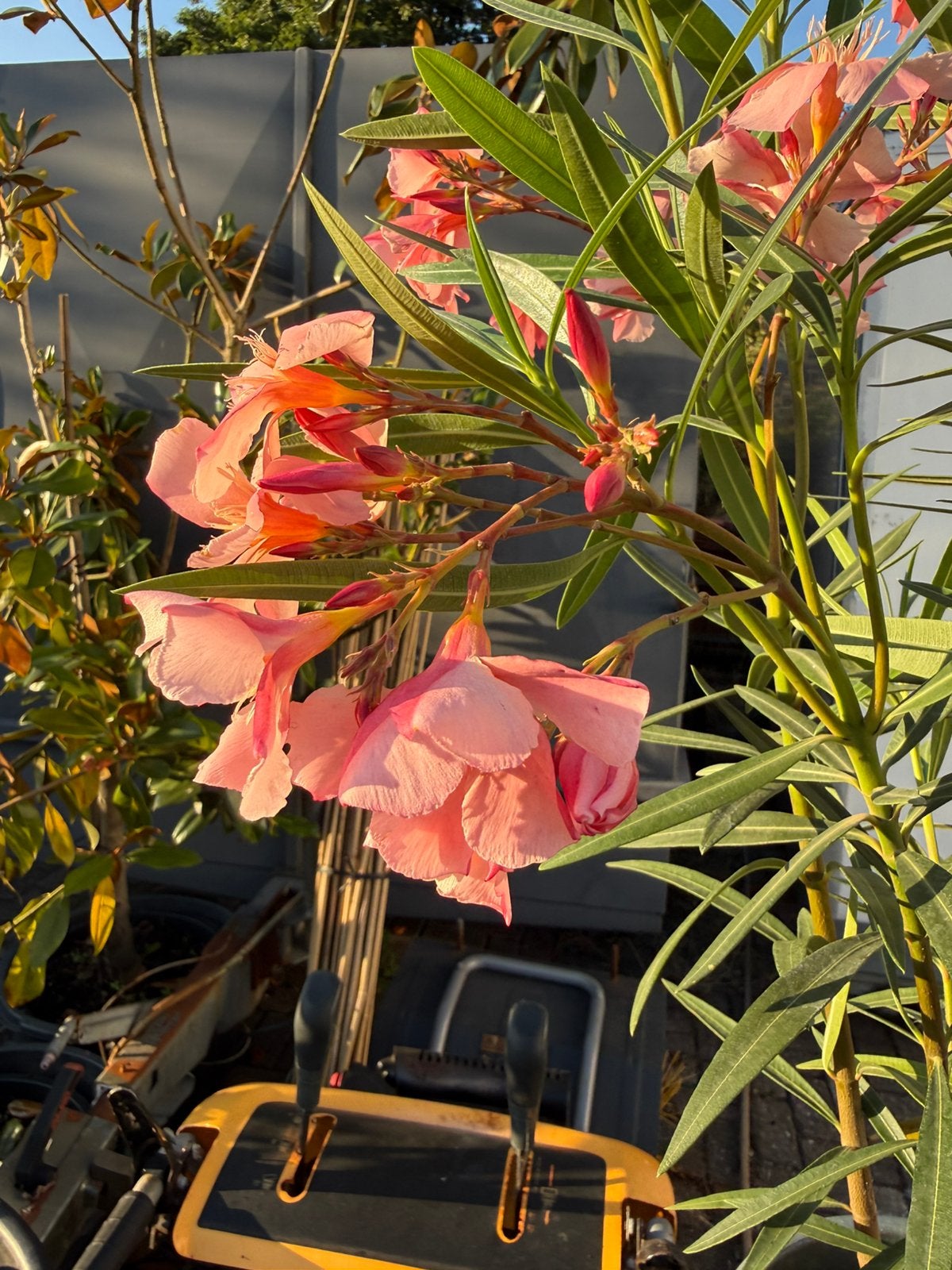 Oleanders gezien op vakantie 5 l 80/100 hoog stunt 10,-, Volle zon, Vaste plant, Zomer, Ophalen