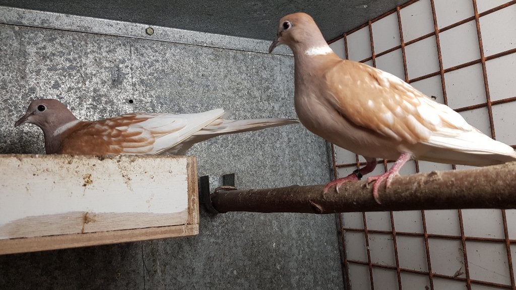 Lachduiven Phaeo, Meerdere dieren, Tortelduif