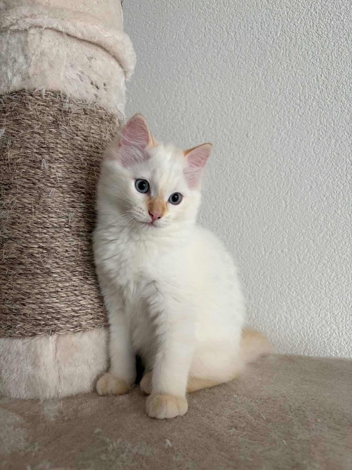 Ragdoll kitten, Dieren en Toebehoren, Katten en Kittens | Raskatten | Langhaar, Kater