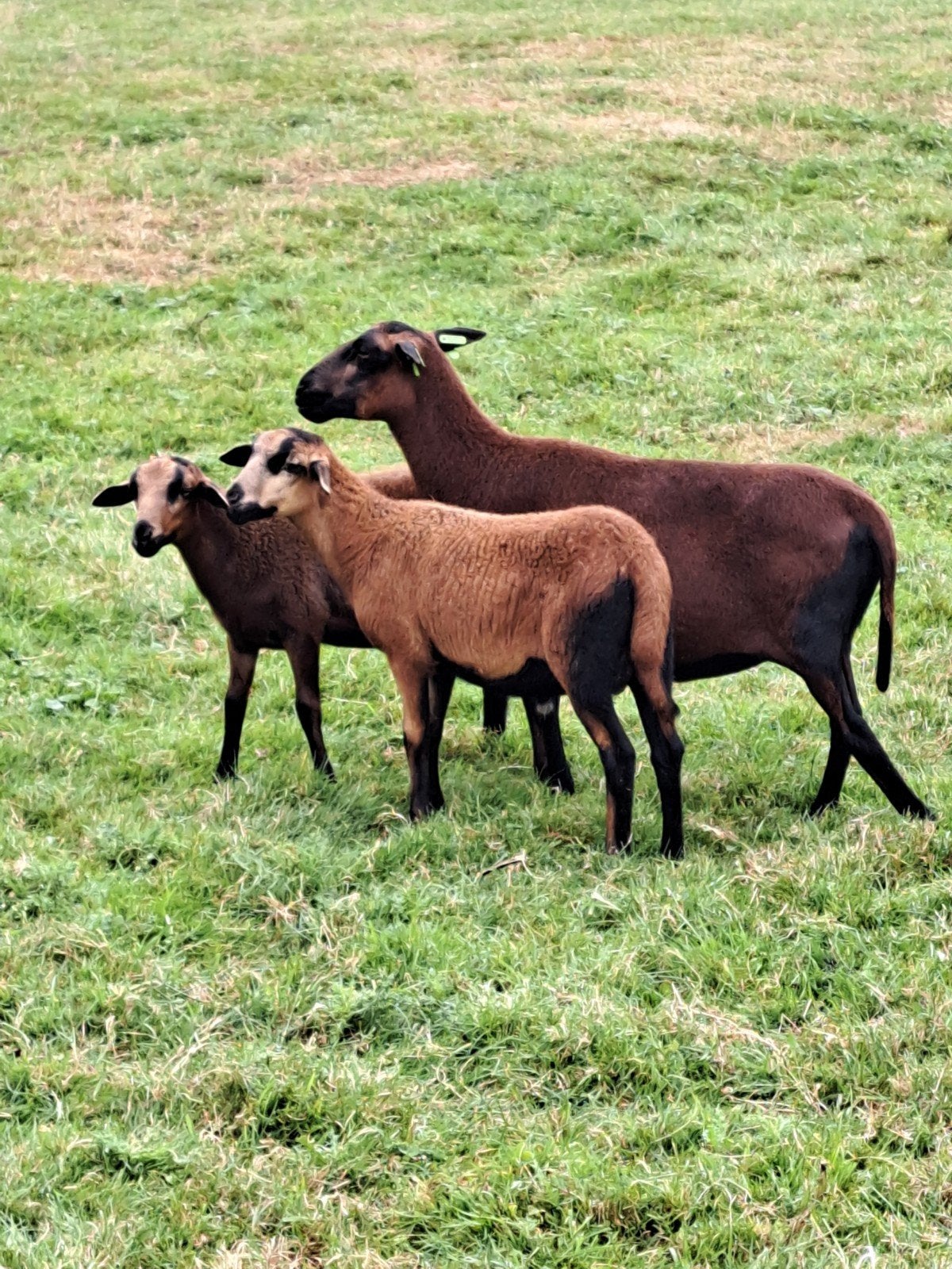 Te koop Barbados Black Belly schapen, Dieren en Toebehoren, Meerdere dieren, Schaap