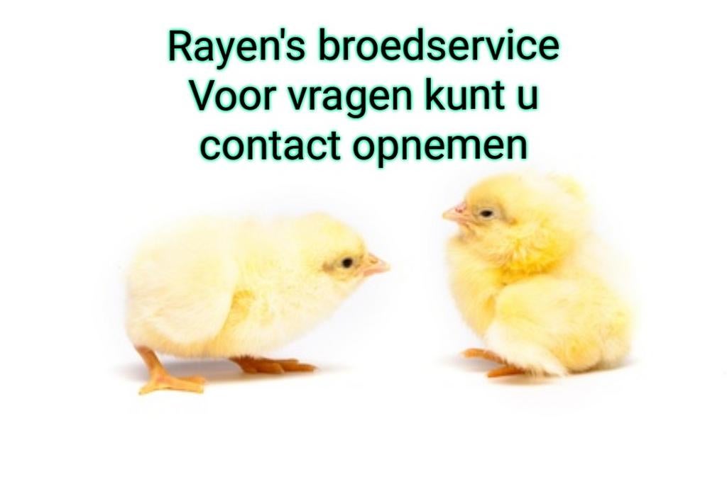 Broedservice, Dieren en Toebehoren, Meerdere dieren, Kleurkanarie