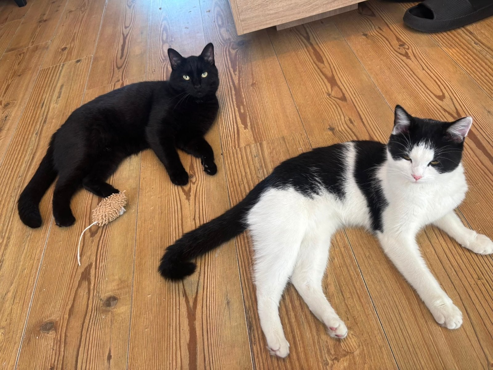 1 kater en 1 poes, Dieren en Toebehoren, Katten en Kittens | Overige Katten, Kater, Kortharig, 0 tot 2 jaar
