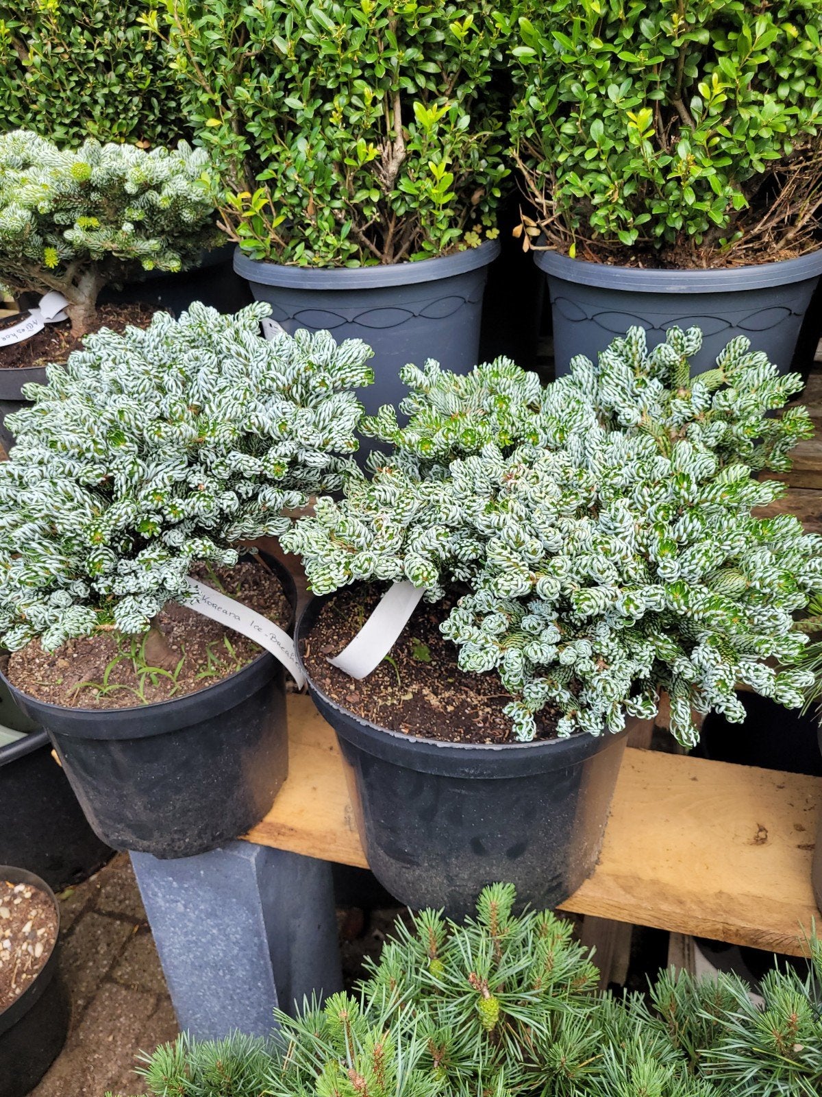 Abies koreana 'Ice Breaker' - Dwerg Koreaanse Zilverspar, Ophalen, Bloeit niet, Overige soorten, Halfschaduw