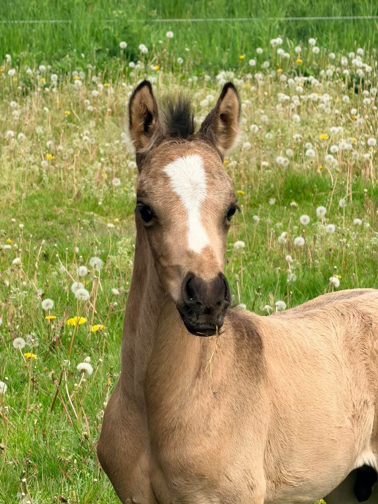 Pony Hengstveulen MC Hammer NRPS, Dieren en Toebehoren, Pony's, E pony (1.48m - 1.57m), Met stamboom, Dressuurpony, Niet van toepassing