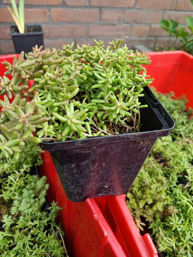 Sedum bodembedekking, Ophalen, Bodembedekkers, Volle zon
