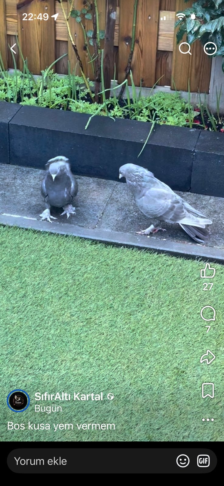 Takla cikilotalar, Dieren en Toebehoren