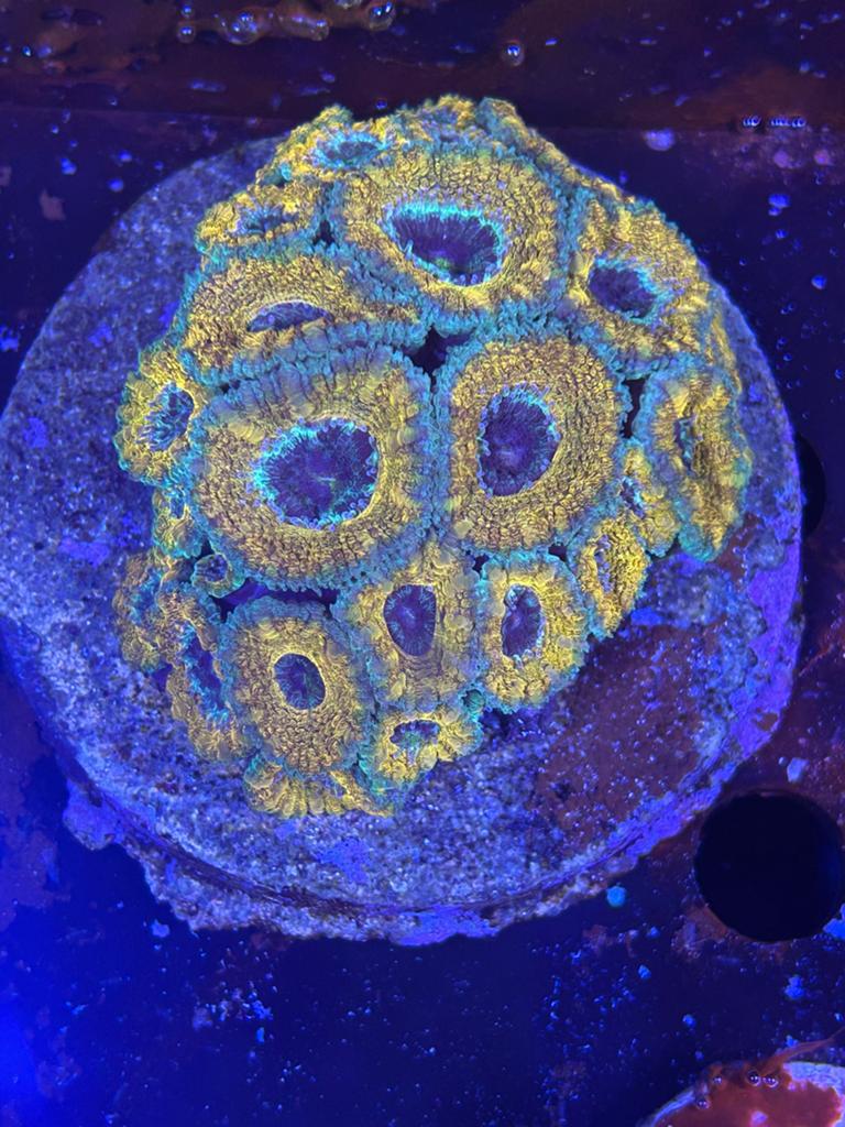 Gouden acanthastrea lordhowensis stekken, Overige typen