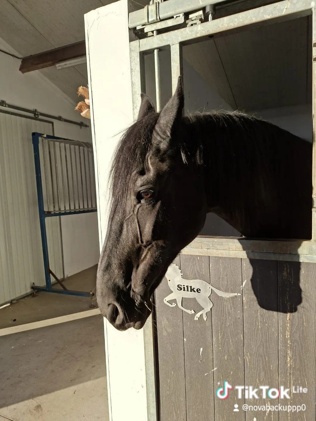 verzorgpony gezocht!!!, Ophalen of Verzenden, Overige typen