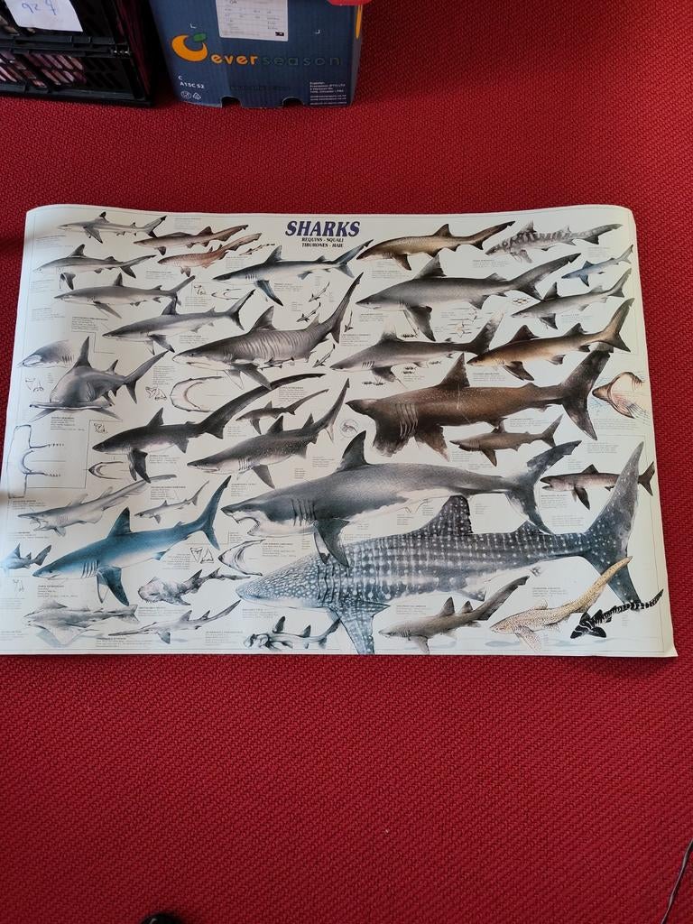 Sharks poster met verschillende haaiensoorten, Ophalen of Verzenden