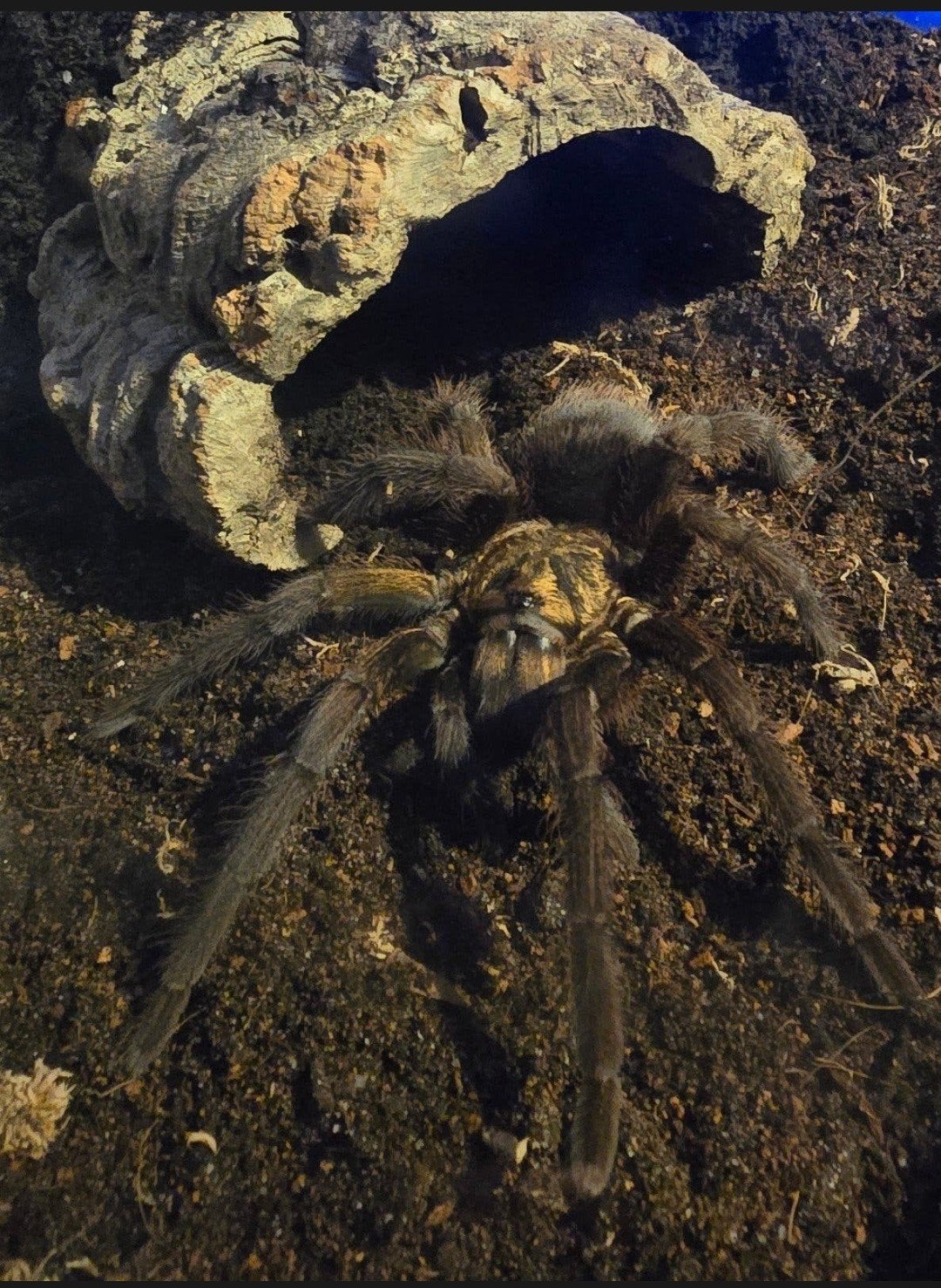 Phormictopus Auratus Cuban Bronze , Tarantula, Vogelspin, Dieren en Toebehoren