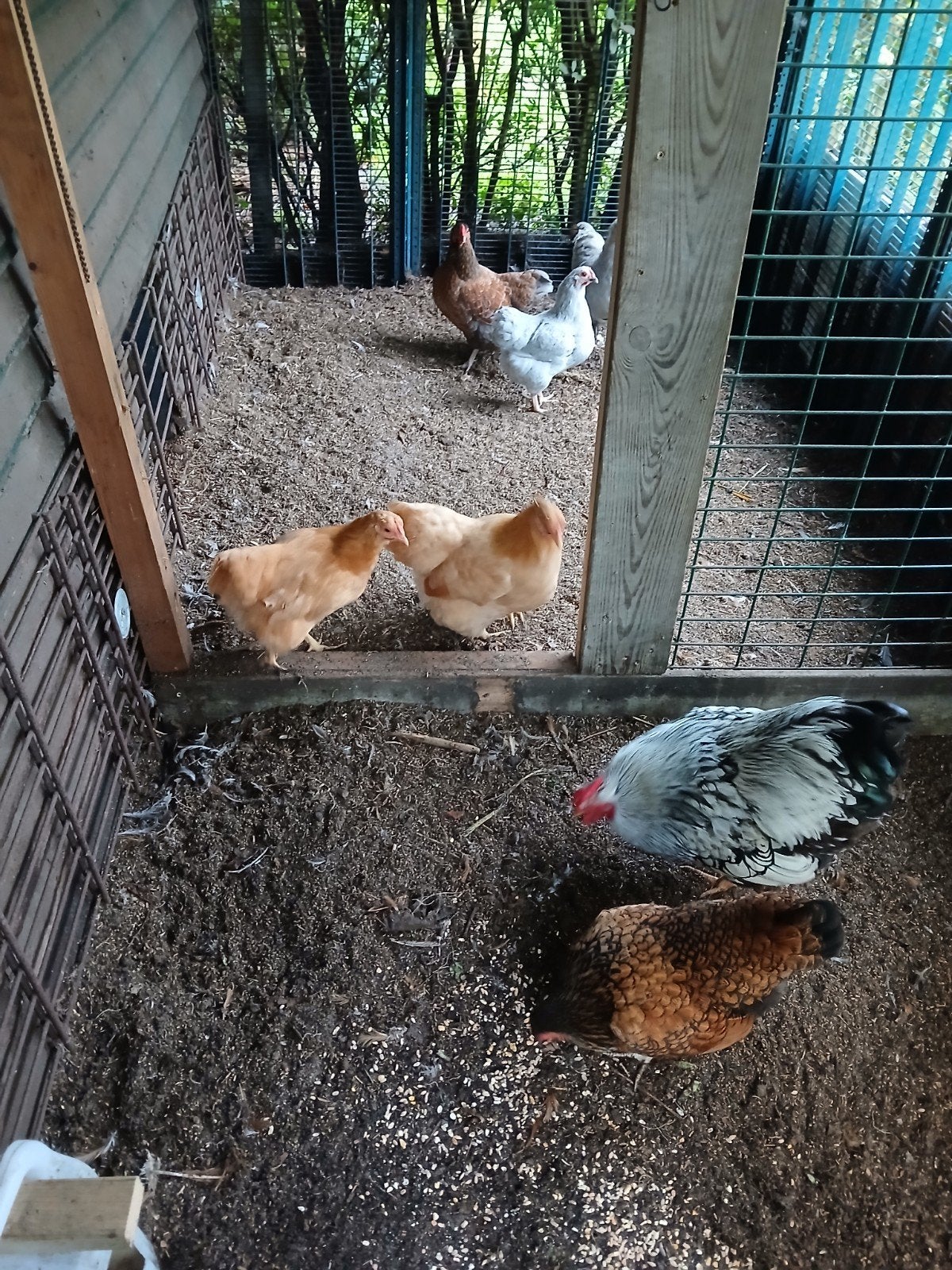 wyandotte kippen, Dieren en Toebehoren, Vrouwelijk, Kip