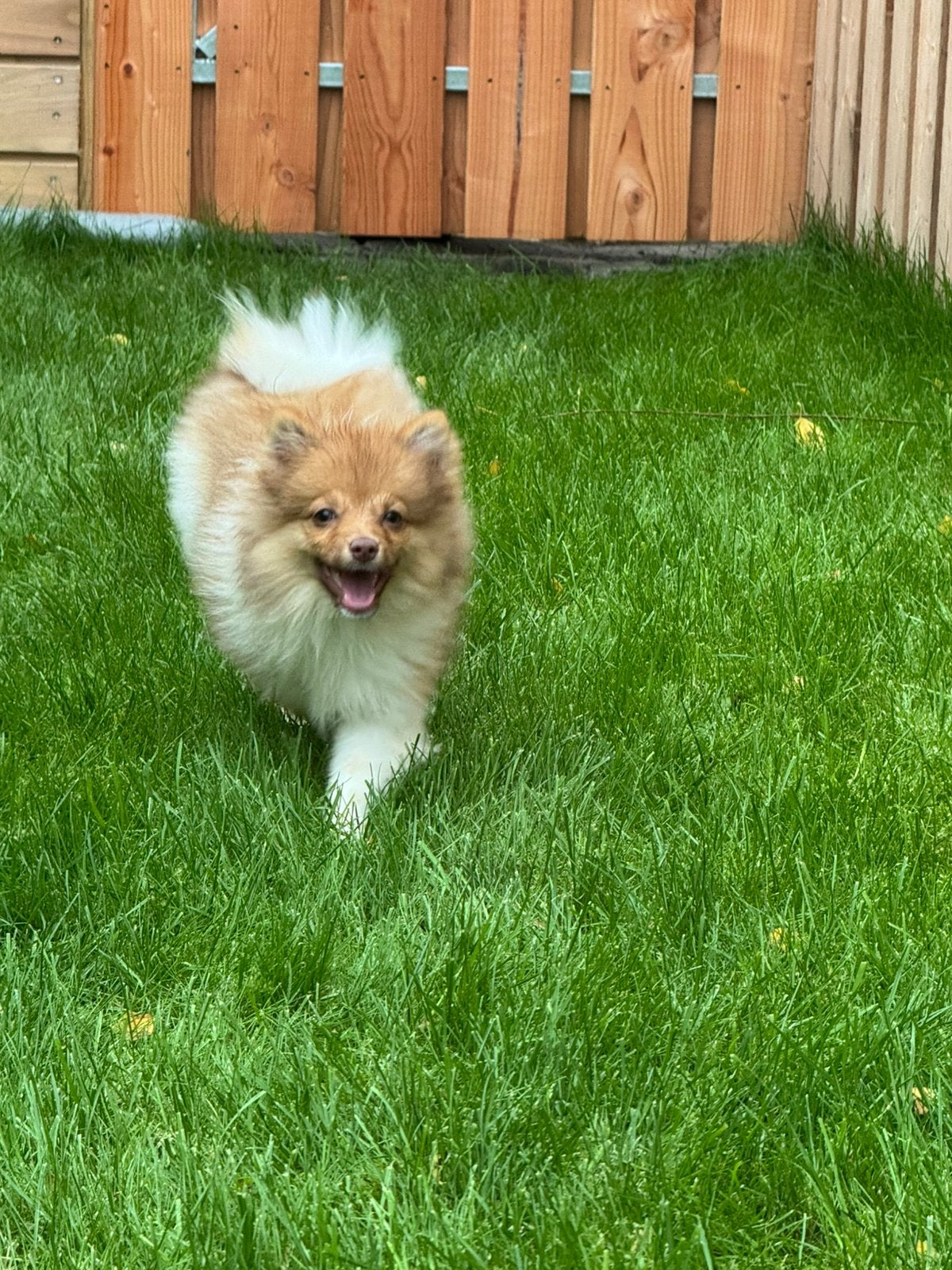 Pomeriaan teefje 🩷🐶. Red Choco 🐾🏡, Overige rassen, CDV (hondenziekte), 8 tot 15 weken, Teef