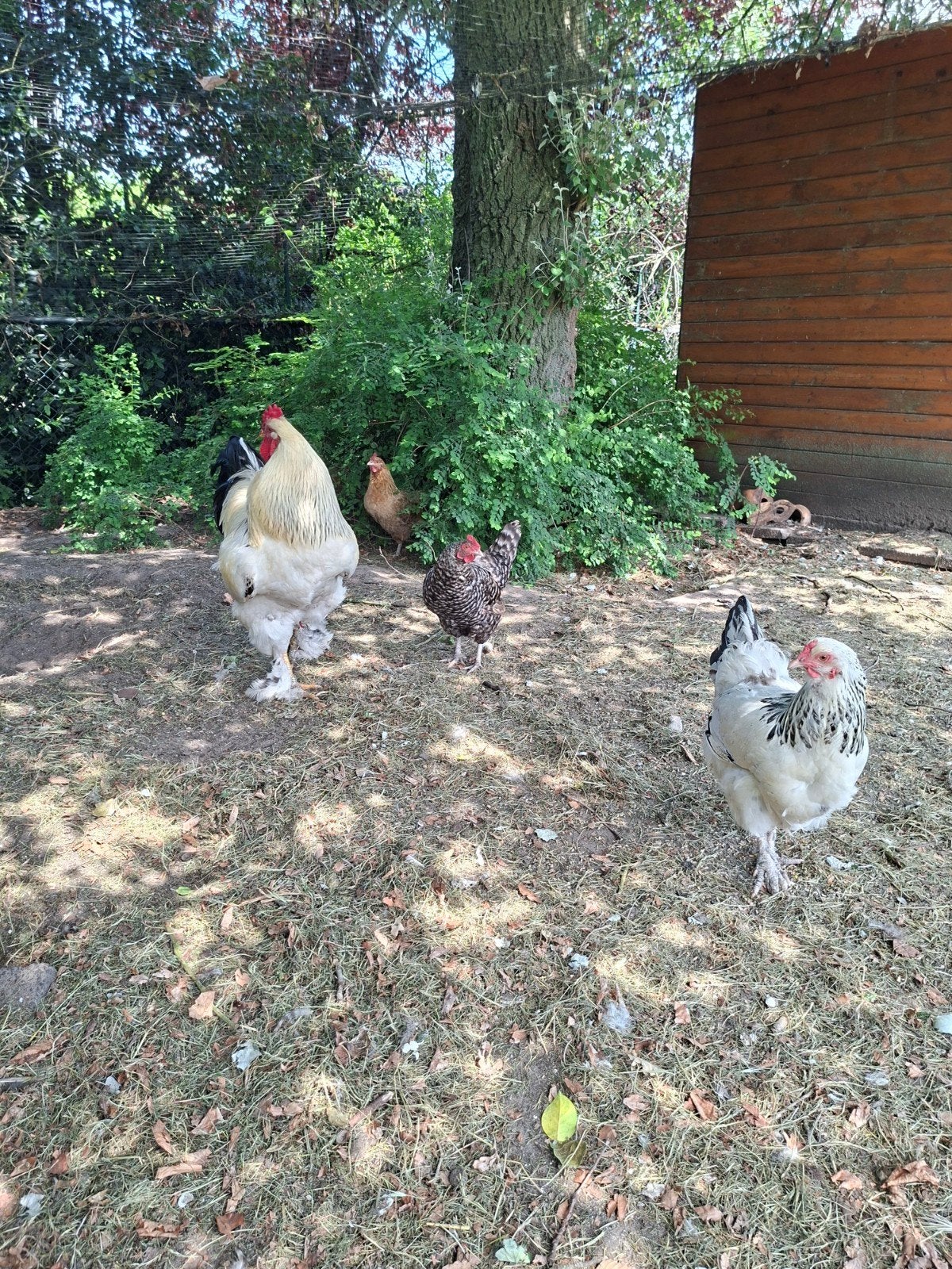 Grote Brahma haan gratis 2jaar oud, Dieren en Toebehoren, Pluimvee, Mannelijk, Kip
