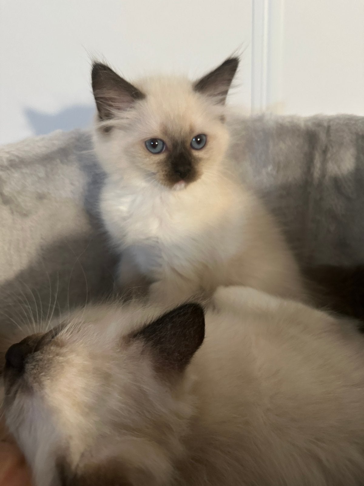 100% prachtige ragdoll kittens te koop, Dieren en Toebehoren, Katten en Kittens | Raskatten | Langhaar, Meerdere dieren, Ontwormd