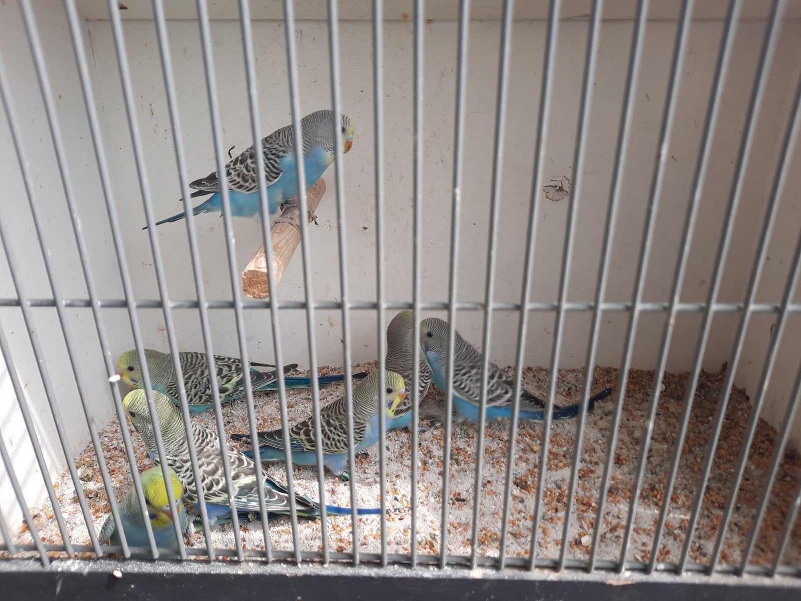 Verschillende grasparkieten, Dieren en Toebehoren, Vogels | Parkieten en Papegaaien, Meerdere dieren, Parkiet, Geringd