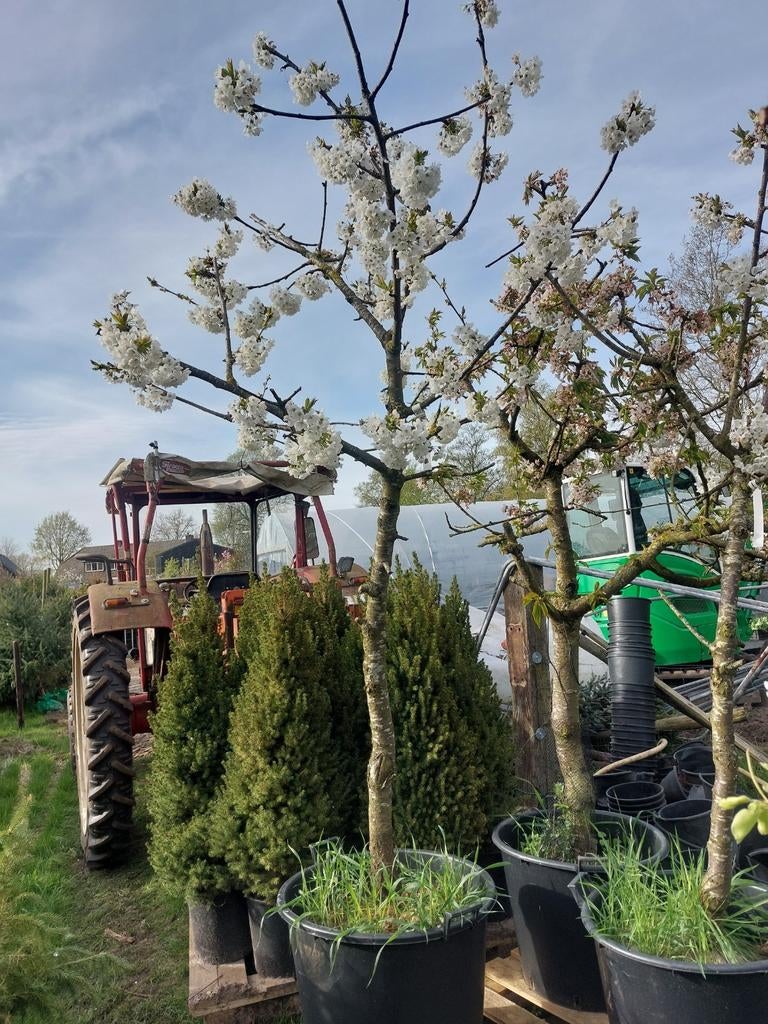 Kers kordia, Ophalen, Lente, Volle zon, 100 tot 250 cm