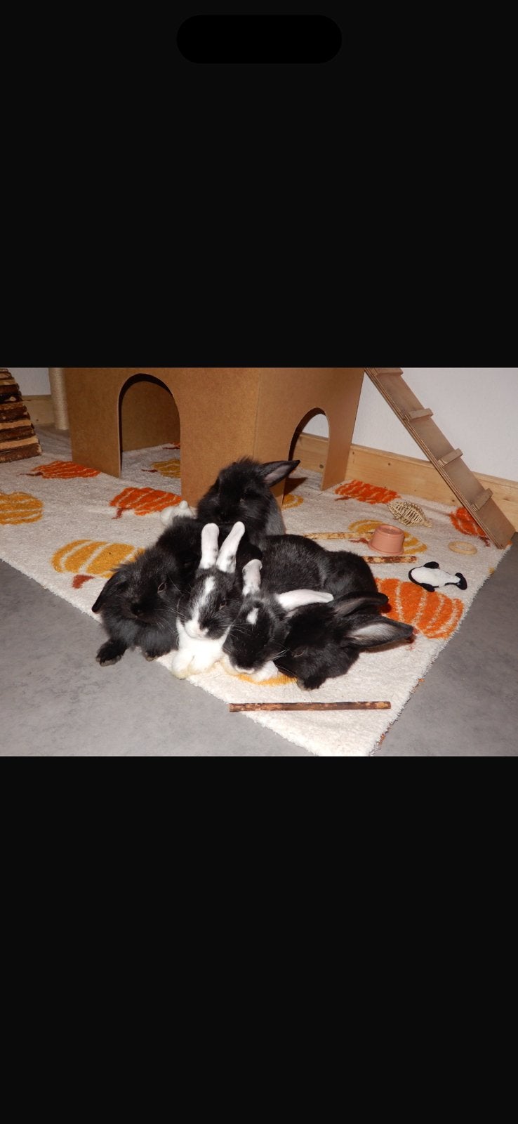 Baby konijntjes, Dieren en Toebehoren, Meerdere dieren, Dwerg