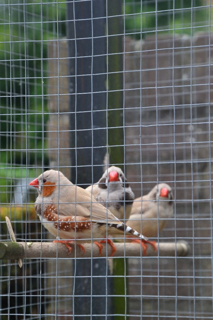 Mooie zebravinken, Dieren en Toebehoren, Meerdere dieren, Tropenvogel, Tam