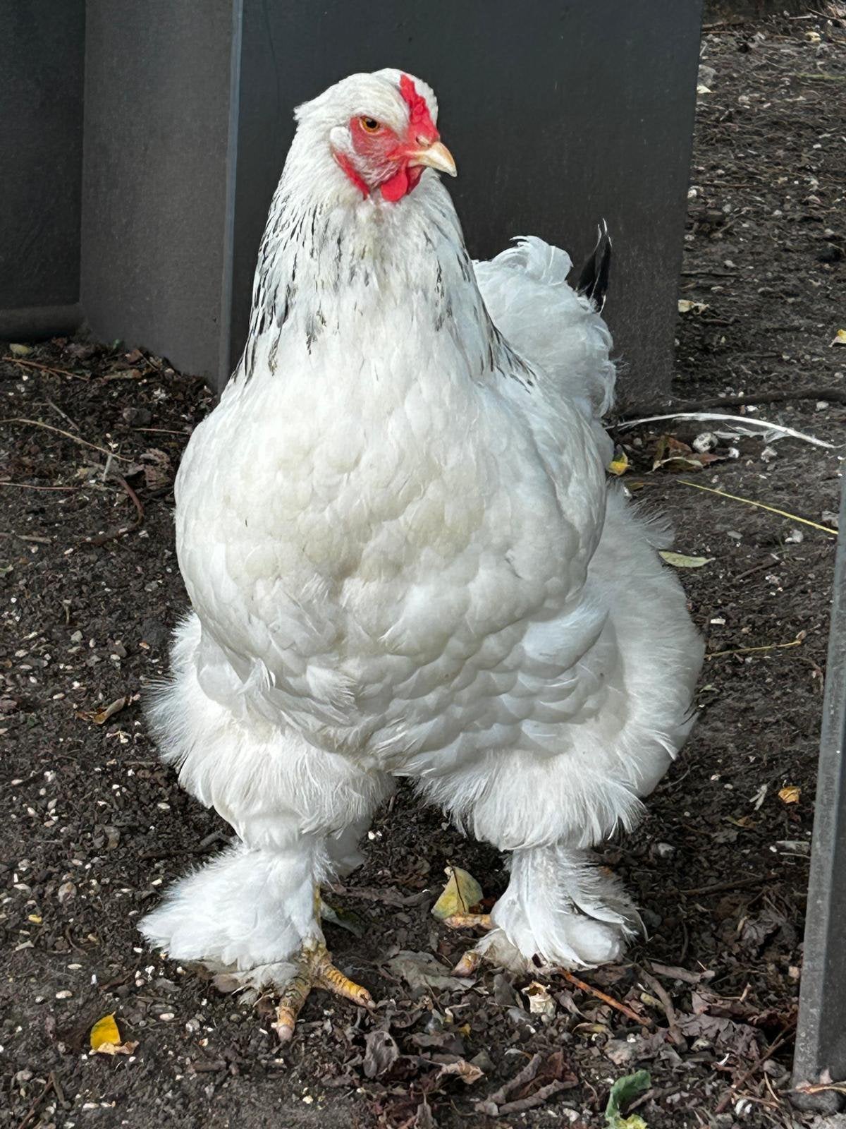 Bramha hen, Vrouwelijk, Kip