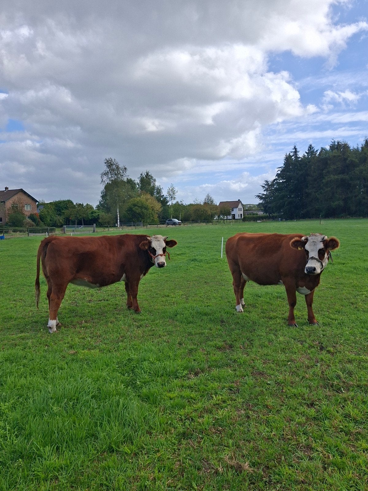 Drachtige 100 % Rode Blaarkoppen, Dieren en Toebehoren, Vrouwelijk, 3 tot 6 jaar