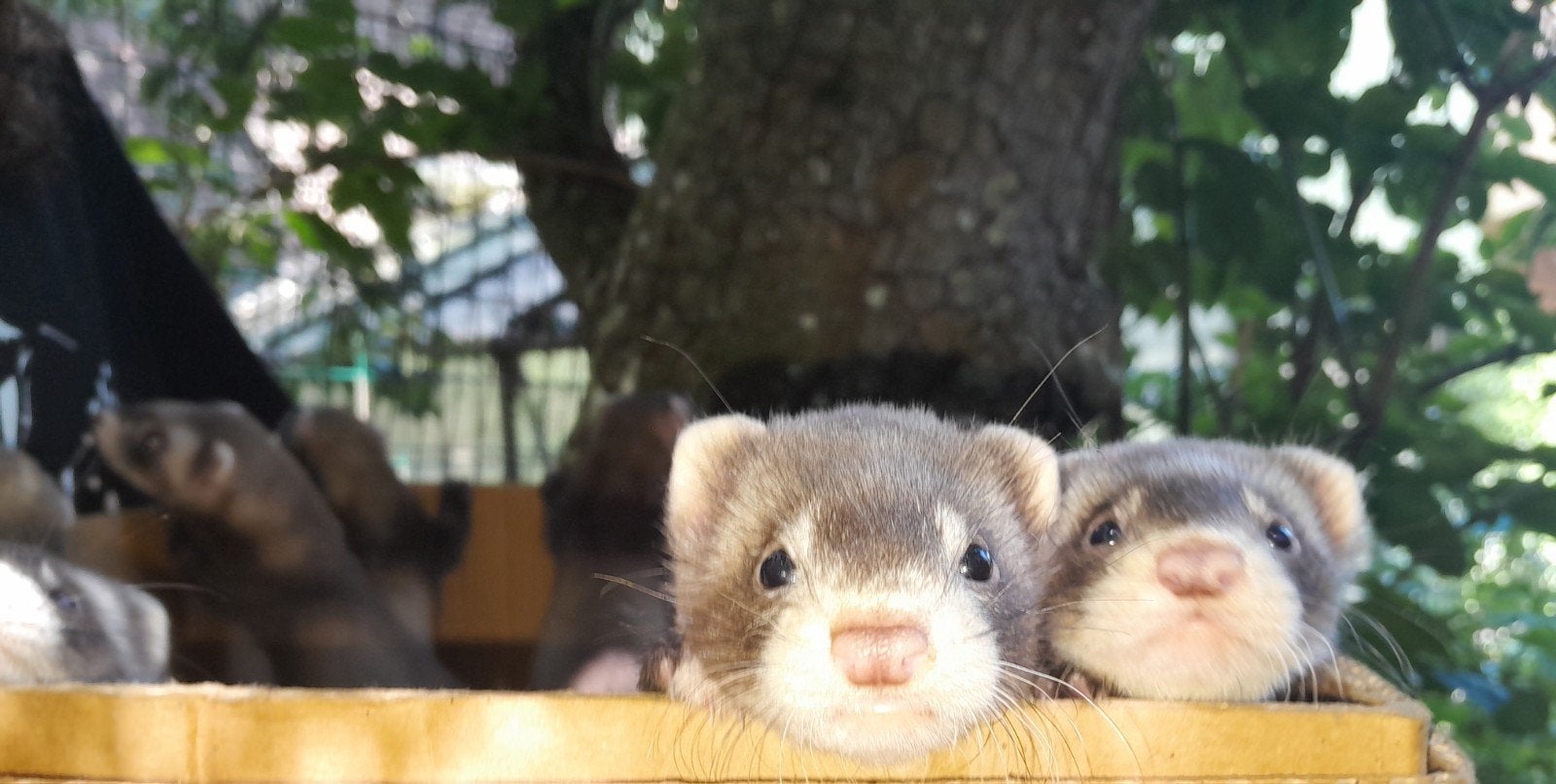 Frettenpups -  jonge fretjes - fret, Dieren en Toebehoren, Overige Dieren, Mei, Meerdere dieren