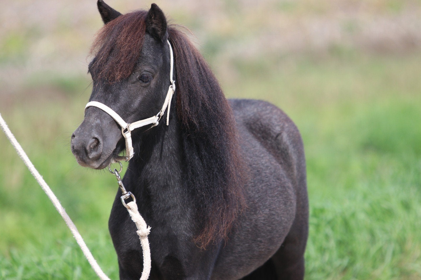 Prachtige, apart gekleurde minipaardjes, ruinen., Dieren en Toebehoren, Meerdere dieren, A pony (tot 1.17m), Gechipt, 3 tot 6 jaar