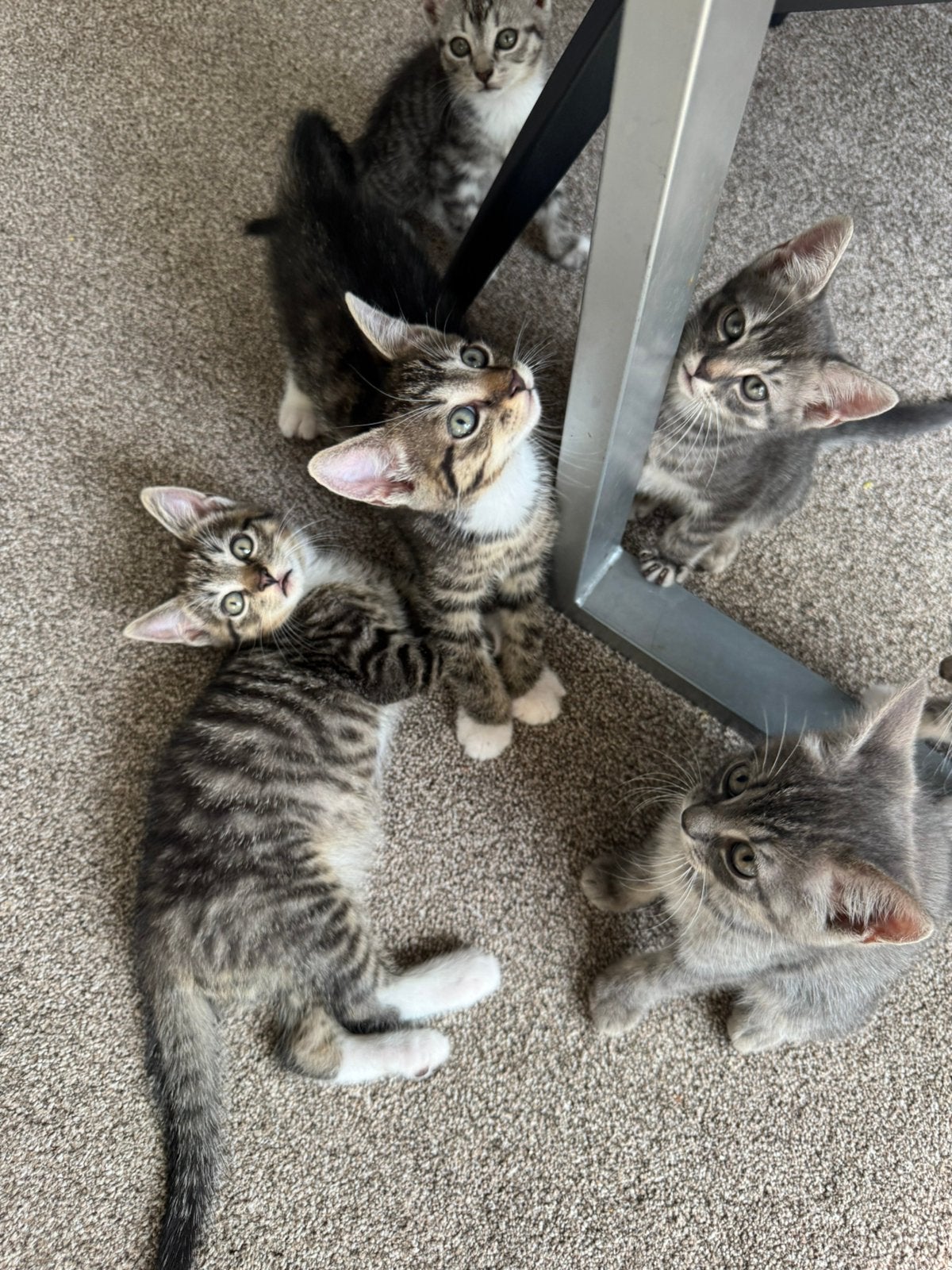 lieve Europees korthaar kittens - 9 weken, Meerdere dieren