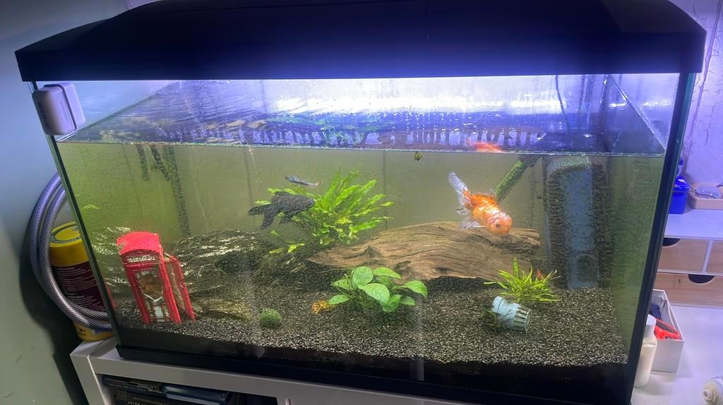 Aquarium met alles erbij, Dieren en Toebehoren, Ophalen, Zo goed als nieuw