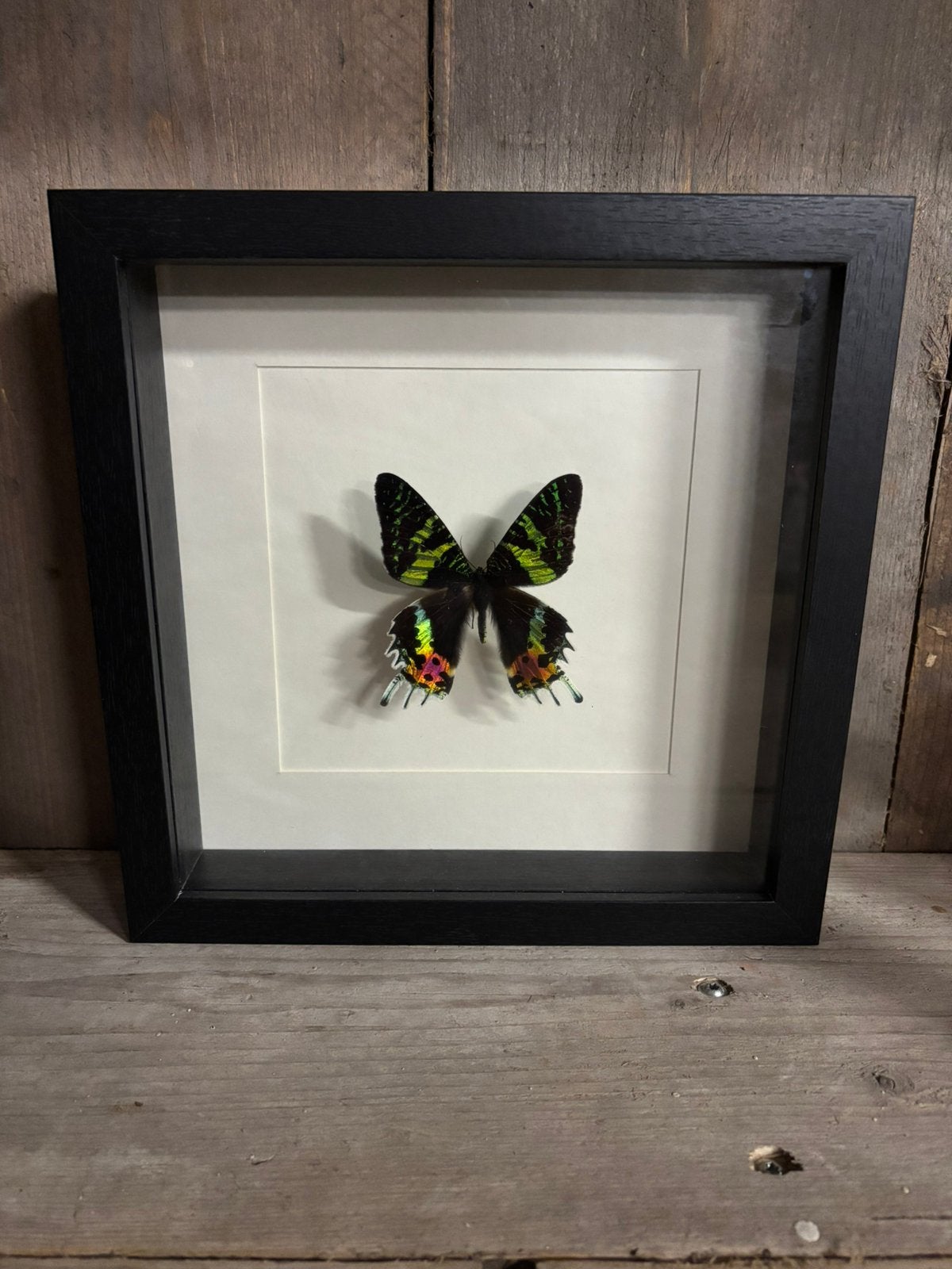 Mooie luxe lijst met een Madagascar sunset moth, Ophalen of Verzenden, Nieuw, Insect, Opgezet dier