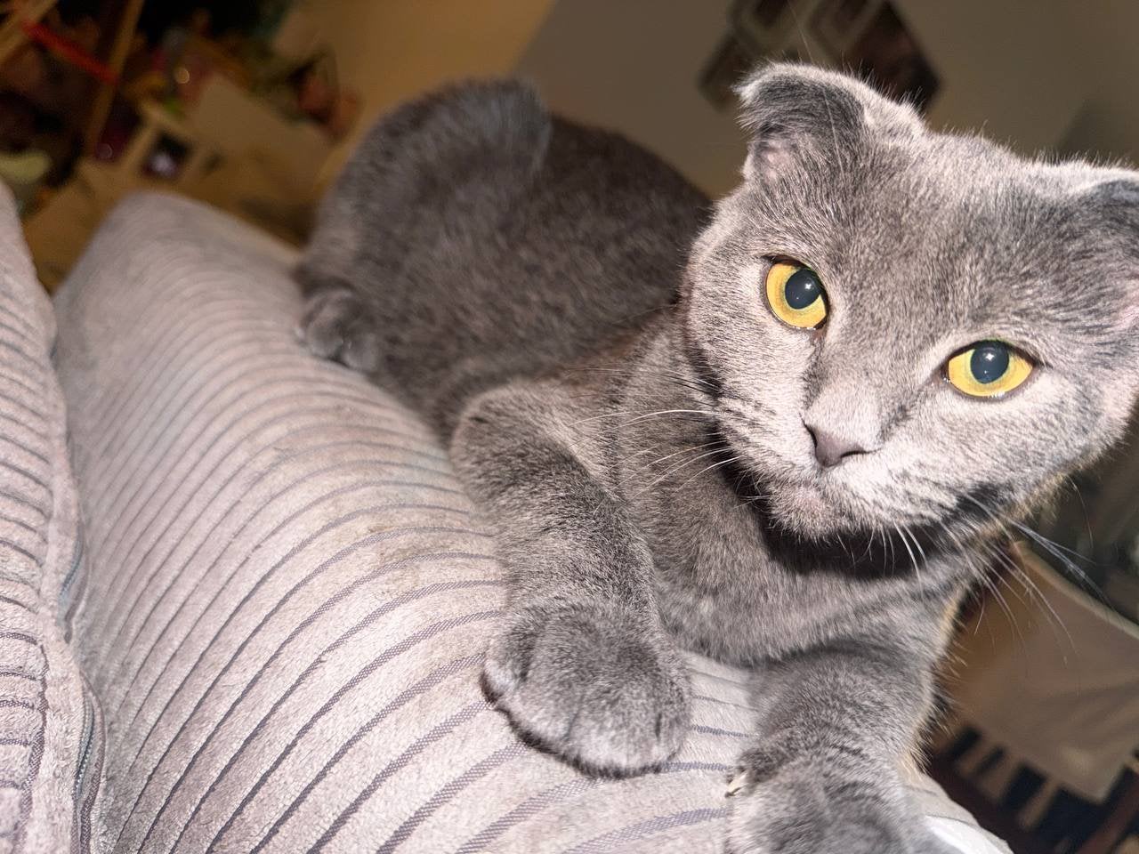 Kitten grijs, Poes, 0 tot 2 jaar