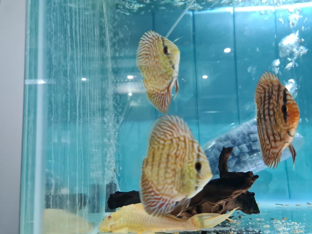 Indiana Tiger Discus, Symphysodon Discus, Vis, Zoetwatervis