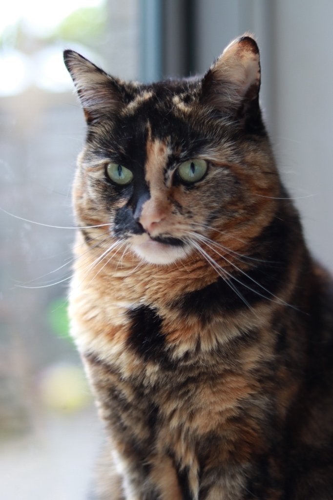 Poes te koop, Dieren en Toebehoren, Poes, Kortharig, 3 tot 5 jaar