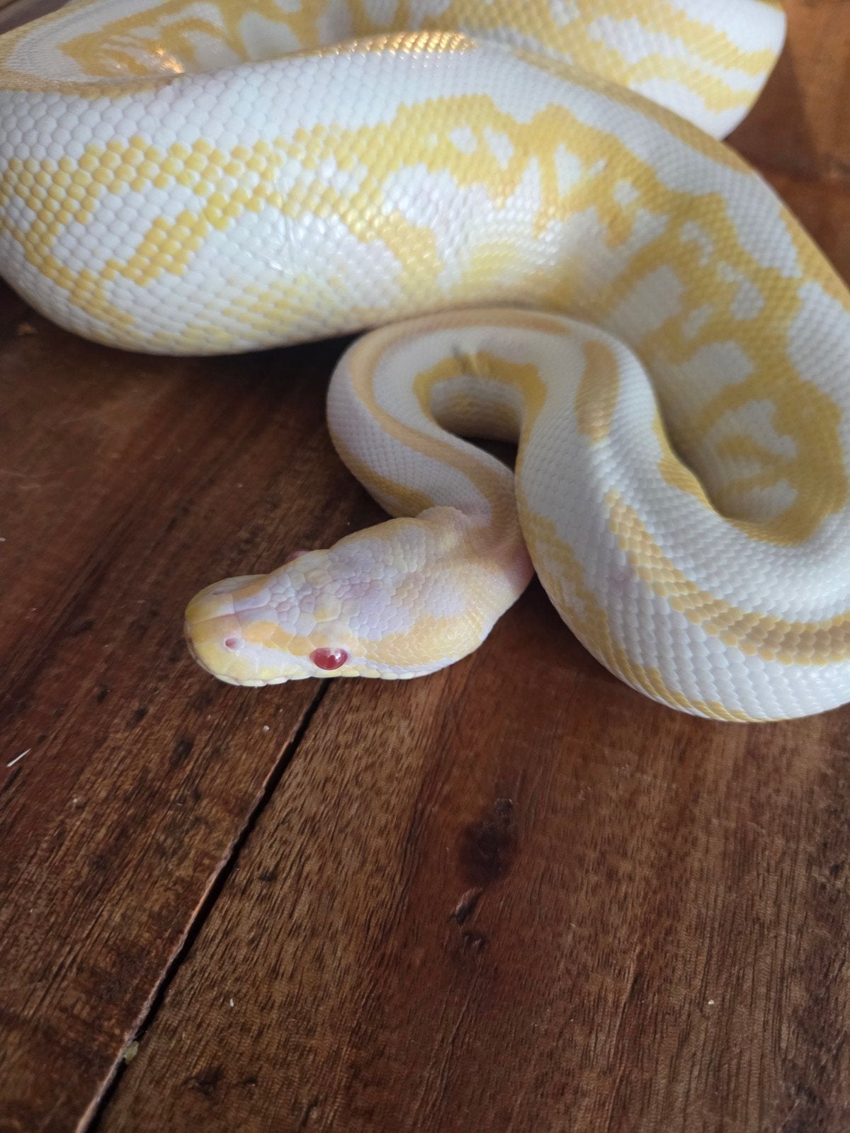 Koningspython / Ball python Ball Python photo 3