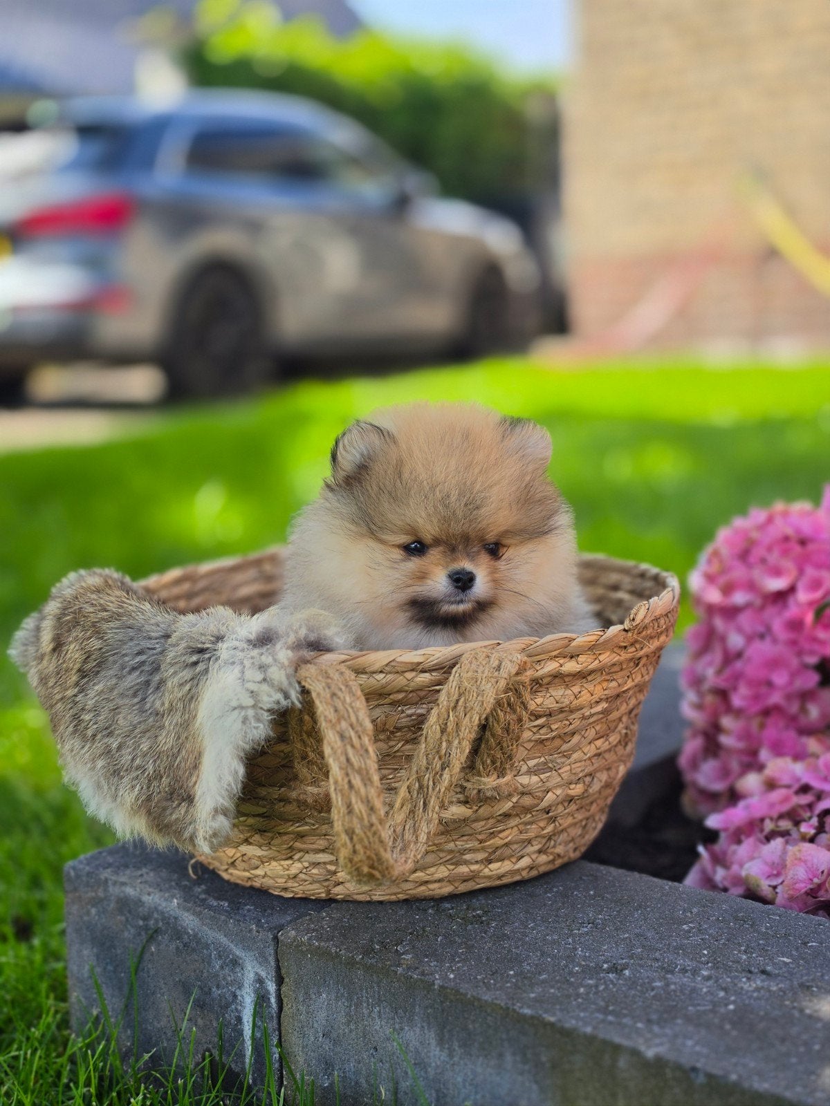Pomeranian pomeriaan dwergkees pup, Dieren en Toebehoren, Honden | Poolhonden, Keeshonden en Oertypen, Parvo, Keeshond, Reu, 8 tot 15 weken