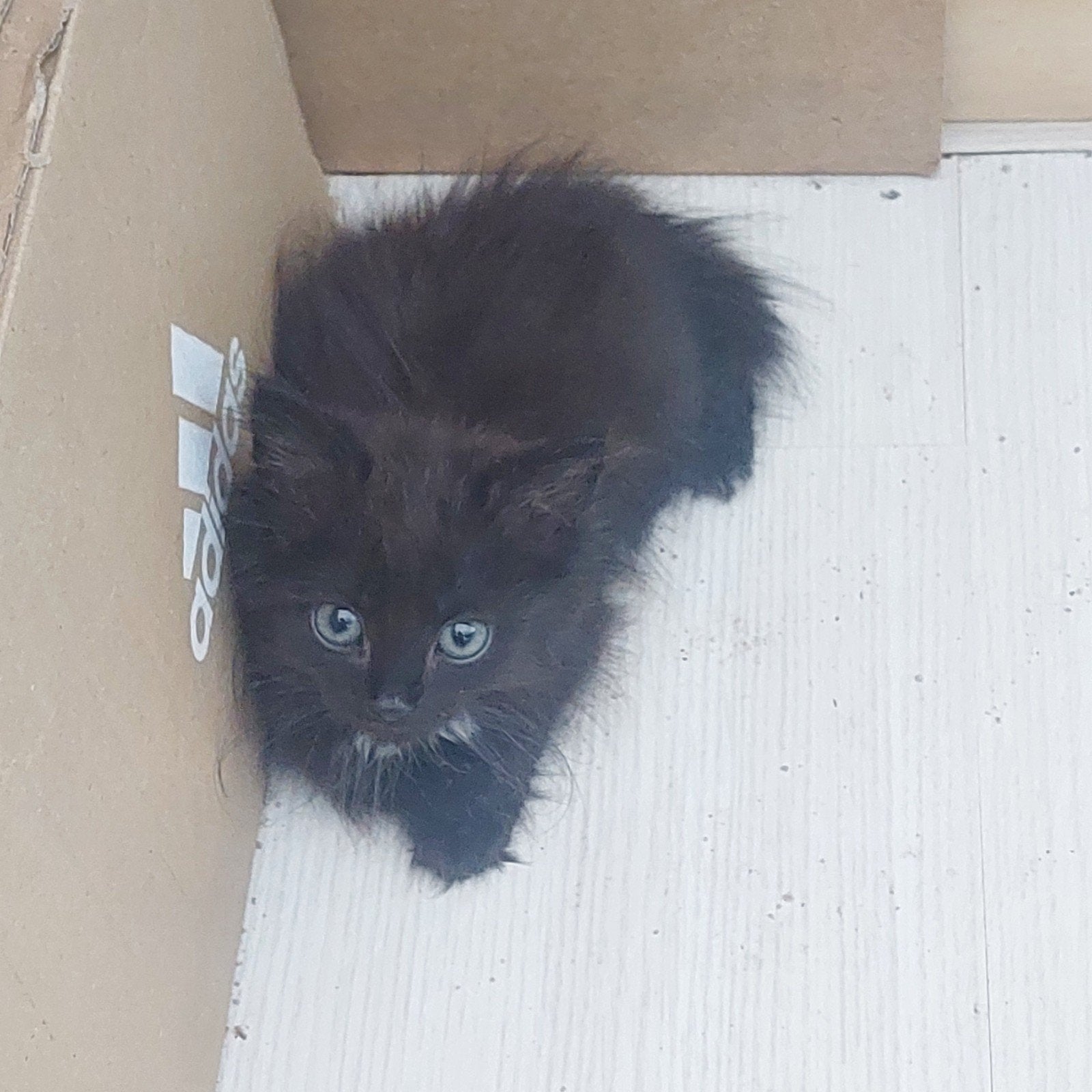3 lieve langharige kittens, Dieren en Toebehoren, Kater, Ontwormd, 0 tot 2 jaar