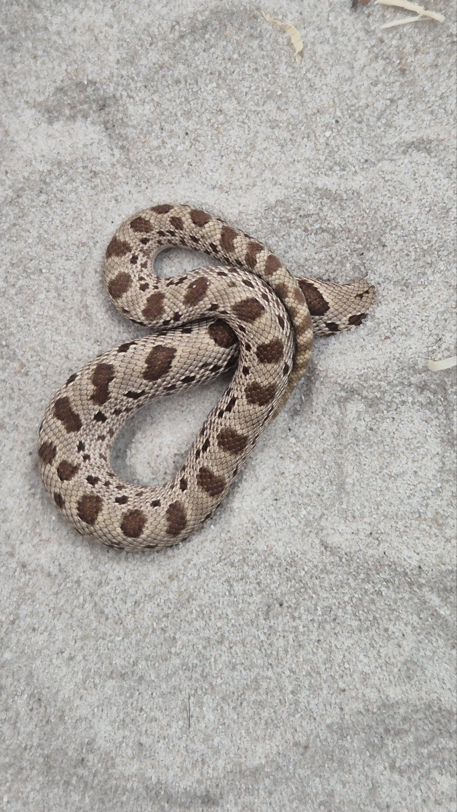 Haakneusslang Hognose Snake photo 2