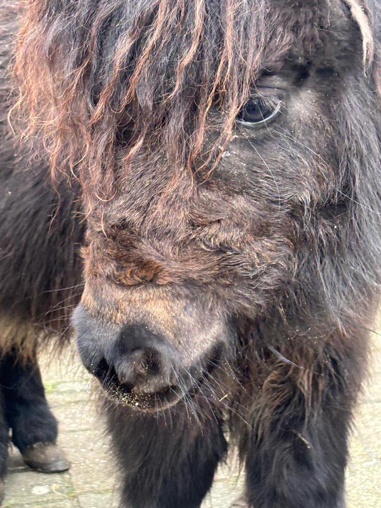 shetland, Ophalen of Verzenden, Nieuw, Overige soorten