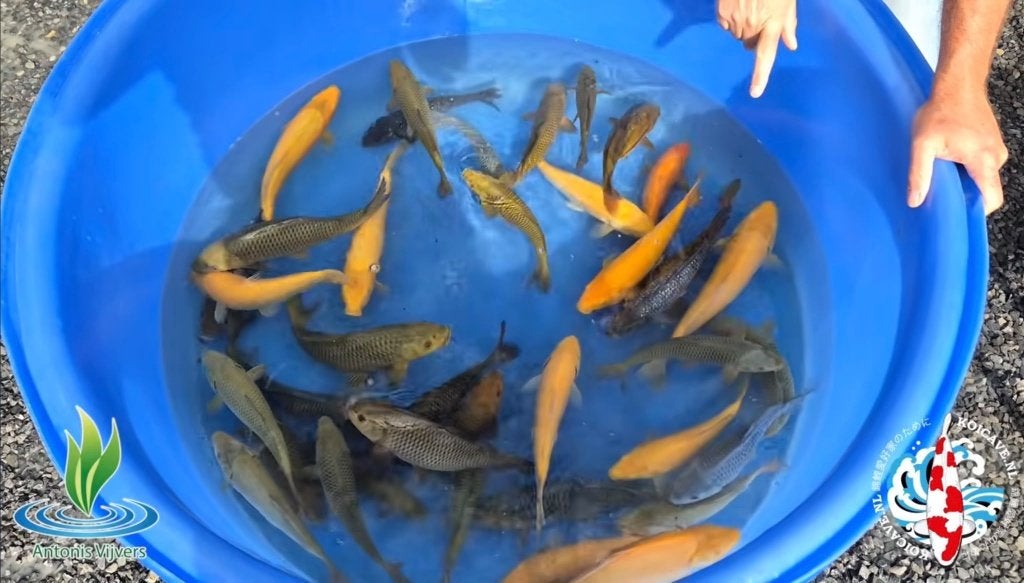 Koi Grow Out 2026-2027, Karper of Koi